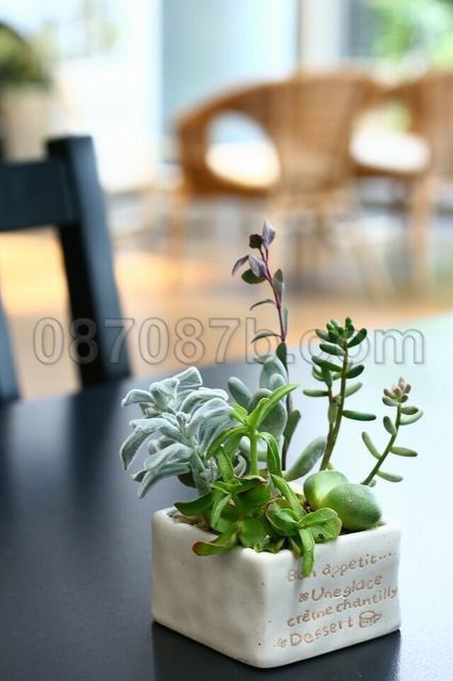 送料無料 緑の植物の写真 癒し空間 Iichi ハンドメイド クラフト作品 手仕事品の通販