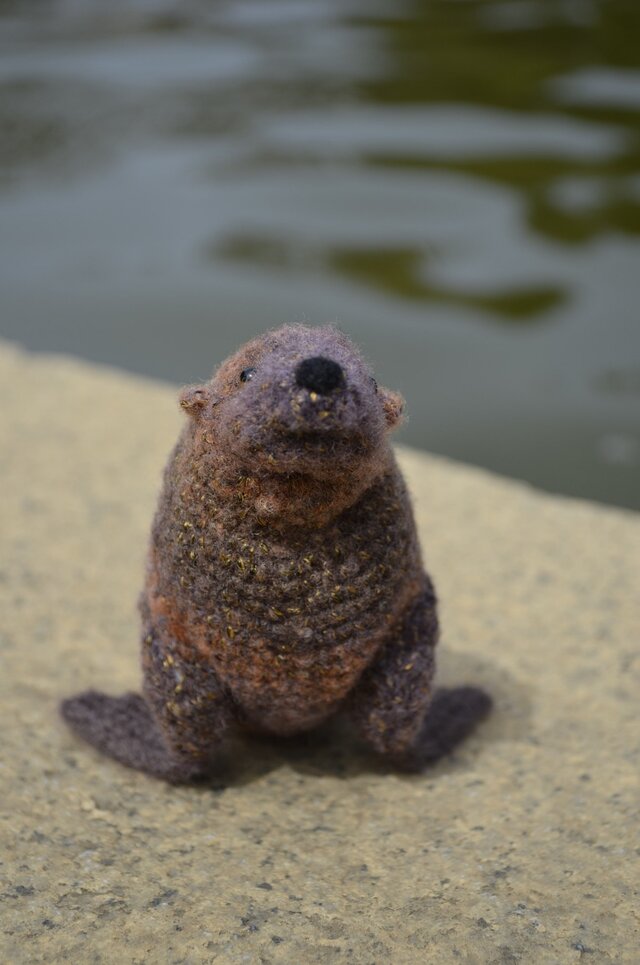 おっとりオットセイの画像1枚目