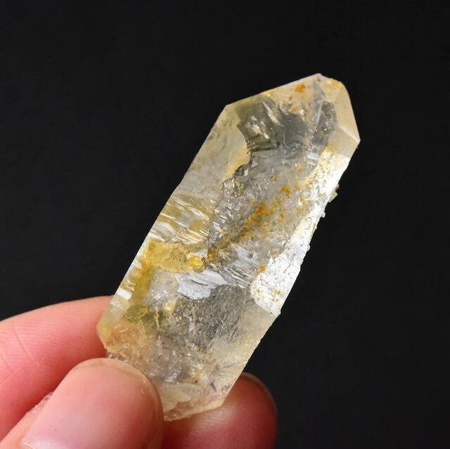 ➀ 超激レア✨アーカンソー州ゴールデンヒーラー