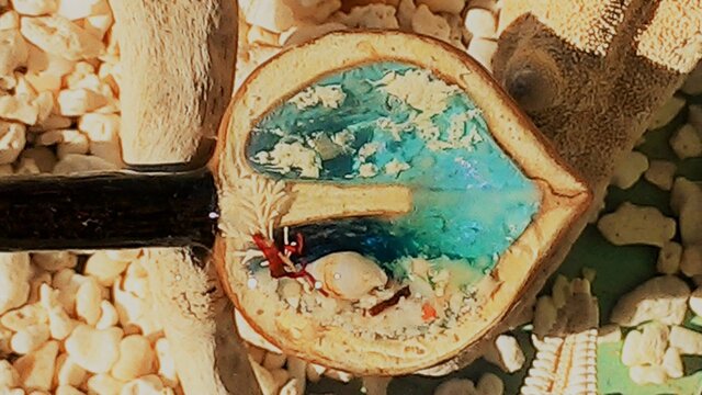 蓄光☆漂流胡桃の見た海(横挿しアート簪ロングこげ茶軸)の画像1枚目