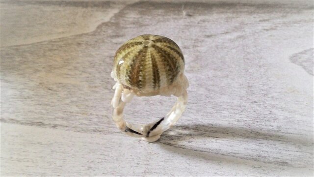 小ウニとサンゴのかけらの指輪の画像1枚目