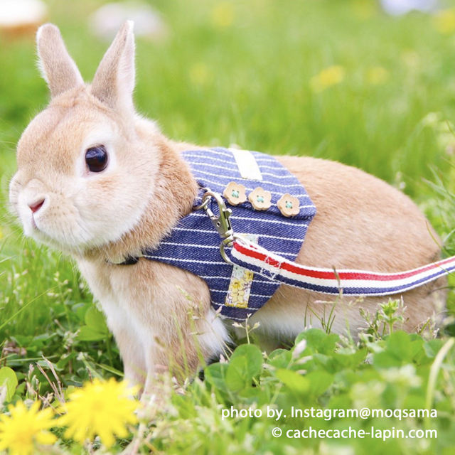 Champ de Fleur JIRE|Quality Bunny Clothesの画像1枚目
