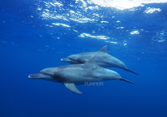 親子イルカ-Ⅰ PH-A4-028 海 蒼い海 オーシャン 泳ぐ お母さんと一緒