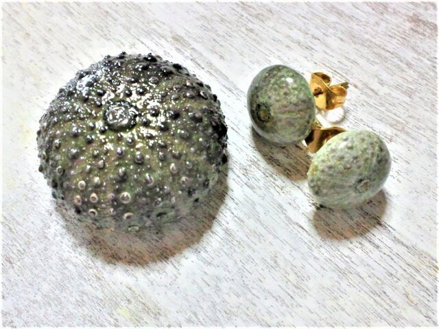 サージカルステンレス☆ムラサキウニの標本のピアスの画像1枚目