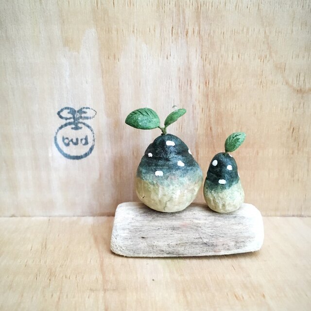 1463.bud 粘土の植物 ドルステニア・フォエチダの画像1枚目