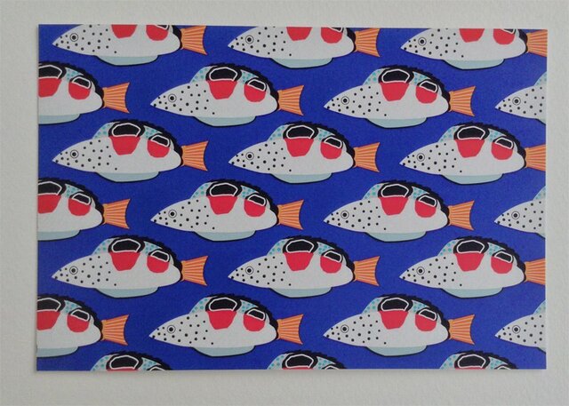 ポストカード4枚セット㉜「かんむりべら幼魚」の画像1枚目