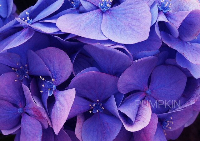 1440 華 紬 単衣 葡萄 花 紫 1440 華 紬 単衣 葡萄 花 紫 - メルカリ