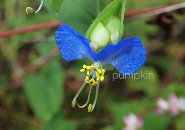 つぶやき-Ⅱ PH-A4-041 海岸の花 雌しべ 青紫 小さな花 の画像1枚目