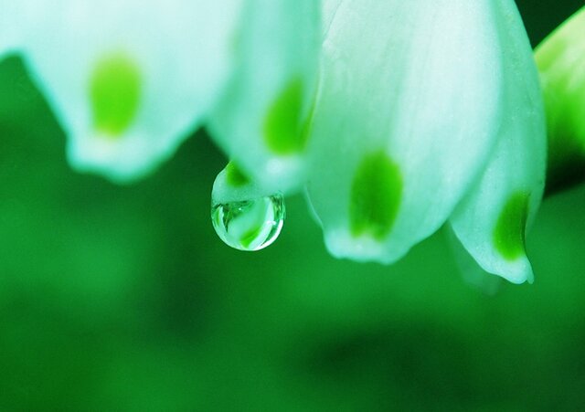 スノーフレークのしずく-No1 PH-A4-042 白い花 花のしずく 雫 小さな花 の画像1枚目