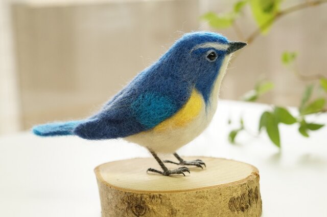 ルリビタキ オスの画像1枚目