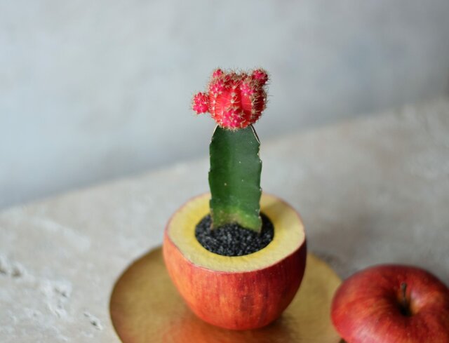 sliced apple pot (realistic paint)緋牡丹の画像1枚目