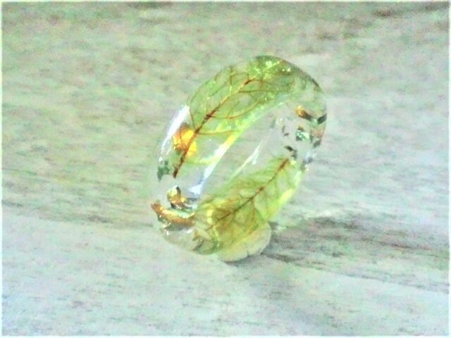 箔入り☆イワダレゴケの封入標本リング(オーダーメイド)の画像1枚目