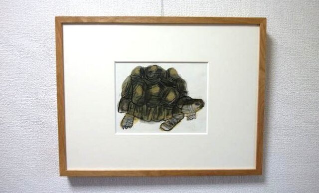 ホウシャガメの画像1枚目