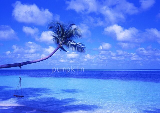 椰子の木と水平線-Ⅱ PH-A4-099 写真 モルディブ 椰子の木 ブランコ 碧