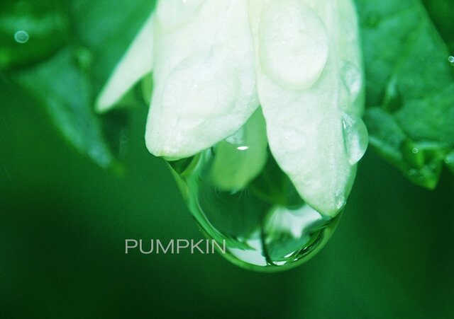 しずく-No5 PH-A4-0103 写真 雫 雨 水滴 雨粒 小雨 光 水の玉の画像1枚目