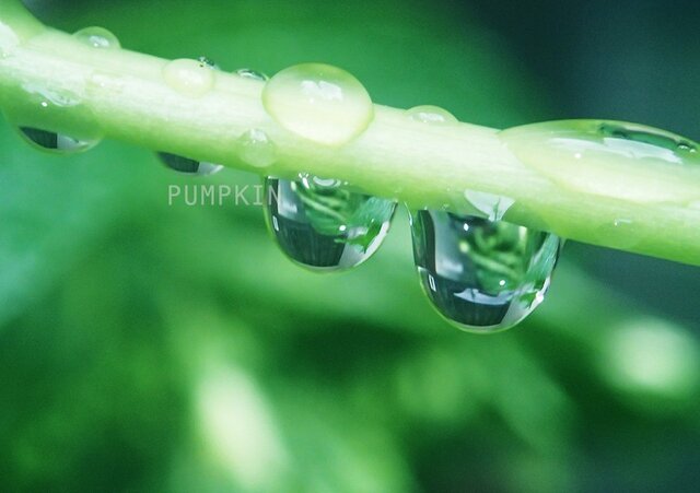 しずく-No4 PH-A4-0102 写真 雫 雨 水滴 雨粒 小雨 光 水の玉 あじさい