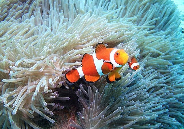 カクレクマノミ-Ⅰ PH-A4-0105 写真 沖縄 クマノミ 南国 トロピカル