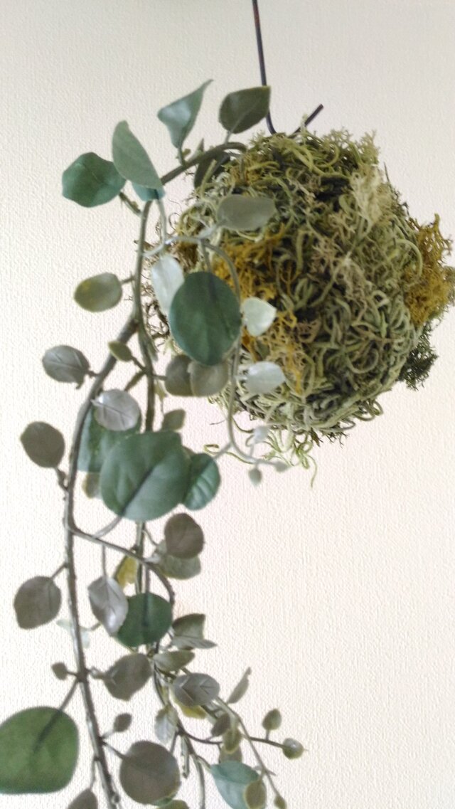 苔玉 エンジェルリーフの画像1枚目