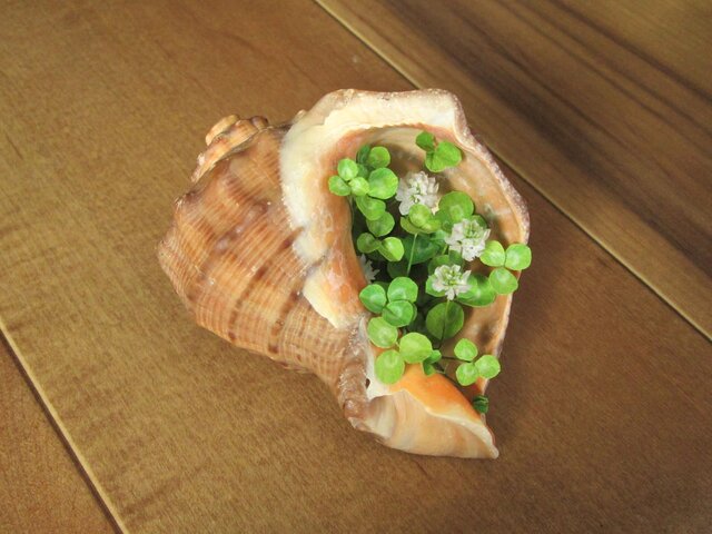 貝がら ミニチュア Green シロツメクサ Lの画像1枚目