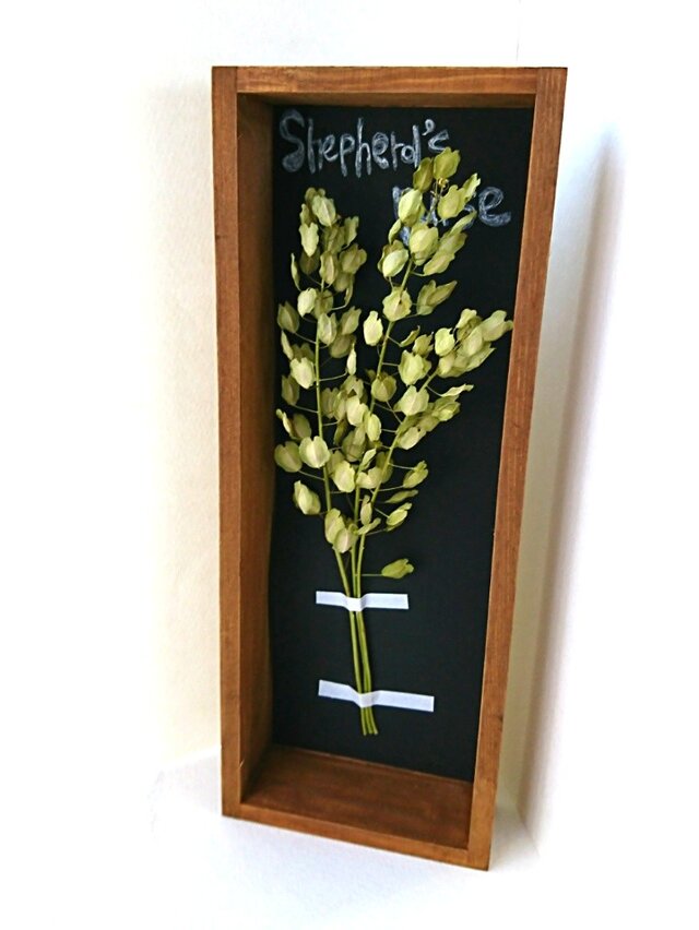 植物標本 ボックス ドライフラワー (ナズナversion.)の画像1枚目