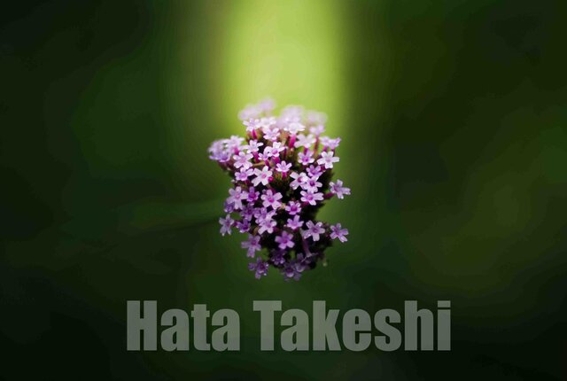 【A-09】A-4サイズ 3枚 1セット 1800円【送料無料】草花のアート写真の画像1枚目