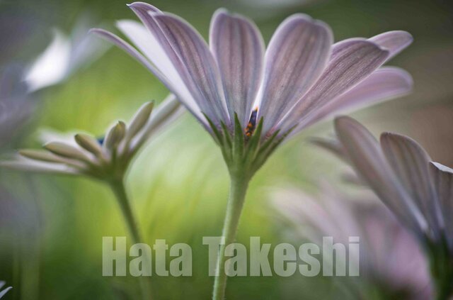 【A-16】A-4サイズ 3枚 1セット 1800円【送料無料】草花のアート写真の画像1枚目