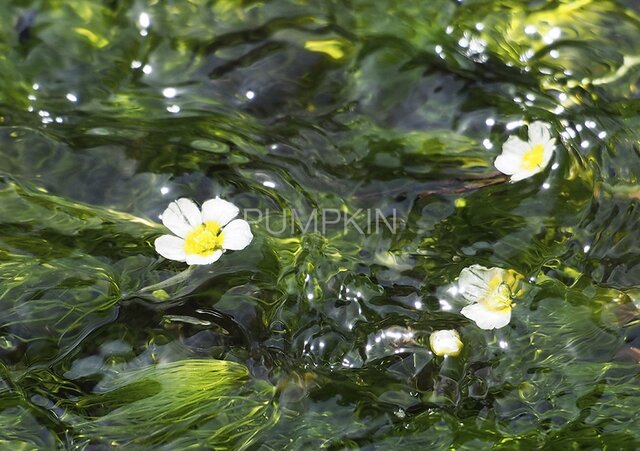 水中花-2 PH-A4-0118 写真 花 三島梅花藻 ミシマバイカモ 花弁 清流