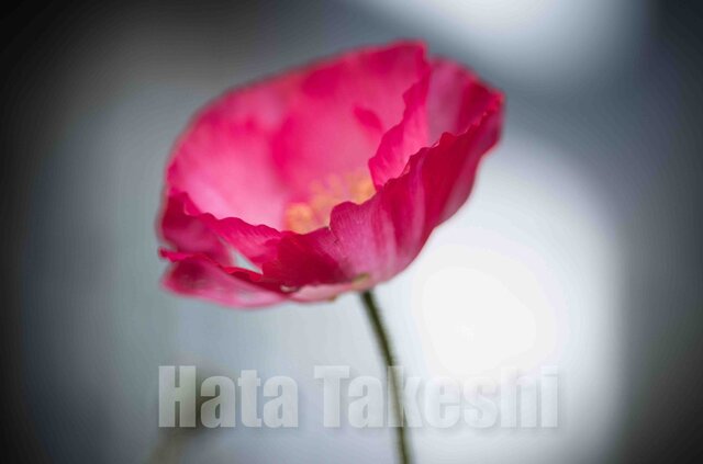 【A-61】A-4サイズ 3枚 1セット 1800円【送料無料】草花のアート写真の画像1枚目