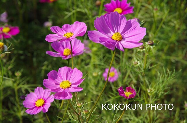 秋桜「ポストカード5枚セット」の画像1枚目