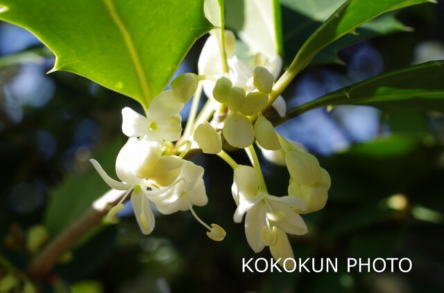 ヒイラギの花「ポストカード5枚セット」の画像1枚目