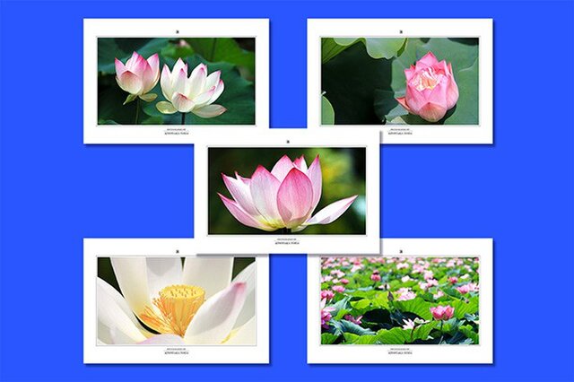 「蓮」ポストカード5枚組の画像1枚目