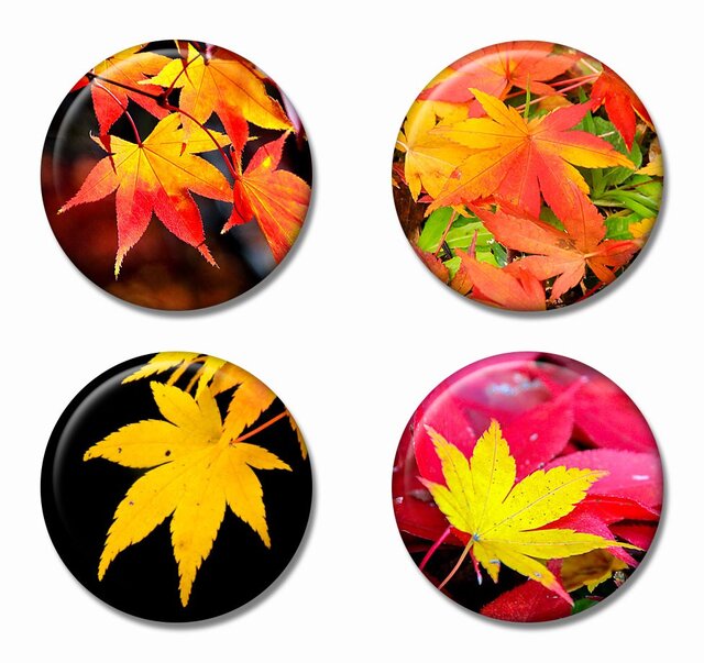「紅葉」缶バッジ 4個セット Aの画像1枚目