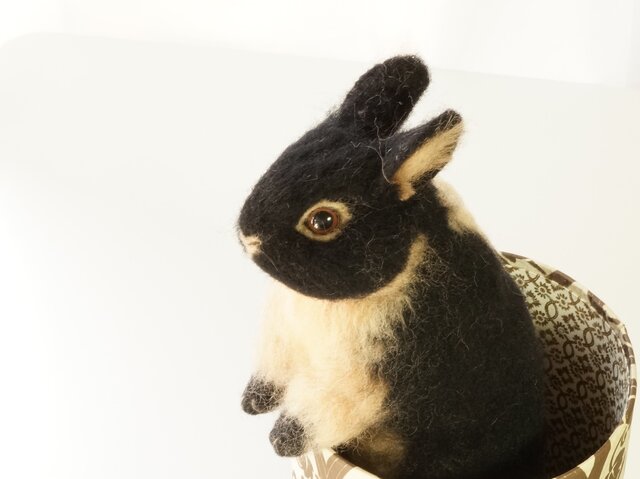 うさぎ様はブラック1枚 1_48ed6b24e87bbe51b2d8a7732884