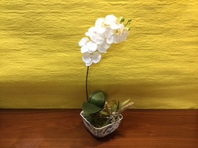 胡蝶蘭の鉢植え (ホワイト)の画像1枚目