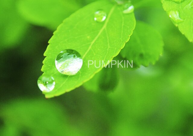 しずく-No-6 PH-A4-0138 写真 雫 雨 水滴 雨つぶ 小雨 光 水玉 | iichi
