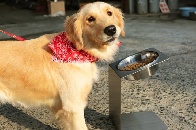 大型犬チョイななめスタンド【大～中型犬】 洗えるステンレスフードスタンド