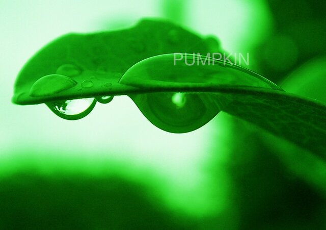 しずく-No-9 PH-A4-0141 写真 雫 雨 水滴 雨つぶ 小雨 光 水玉 | iichi