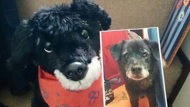 フラットコーテッド・レトリバー×柴のぬいぐるみの画像1枚目