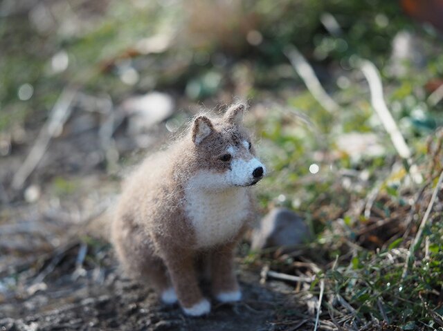 柴わんこの画像1枚目
