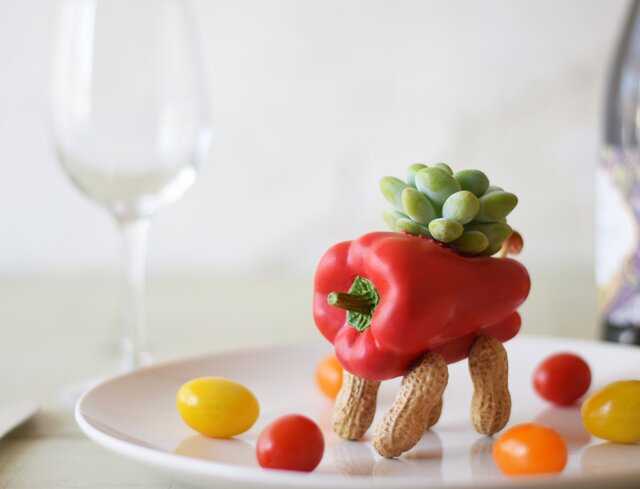 Red pepper dog(アシピー)大型犬の画像1枚目