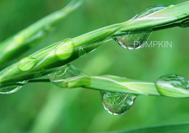 しずく-No-15 PH-A4-0147 写真 雫 雨 水滴 雨つぶ 小雨 光 水玉の画像1枚目
