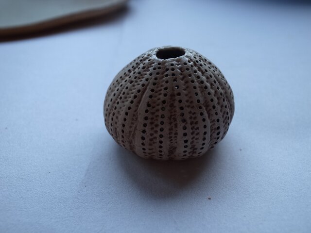 nature work ウニ殻 | iichi 日々の暮らしを心地よくする