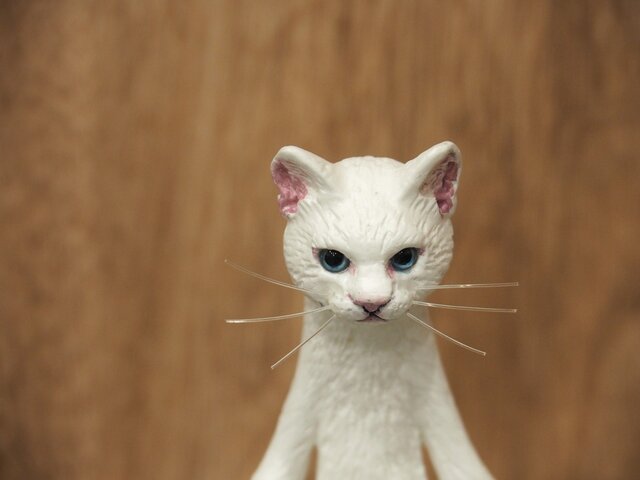 The Cat 【しろねこ】の画像1枚目