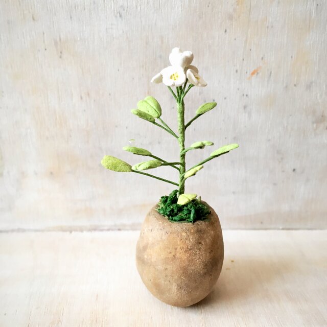 1868.bud 粘土の鉢植え ペンペン草の画像1枚目
