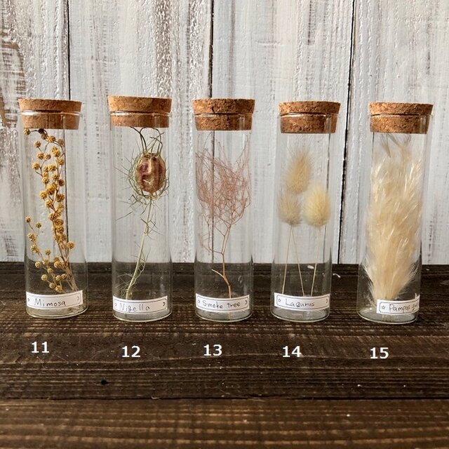 星月猫 全種類コンプリートセット 種類から選べる植物標本 ドライフラワー シンプルに植物の美しさを楽しむ ミモザなど Iichi ハンドメイド クラフト作品 手仕事品の通販