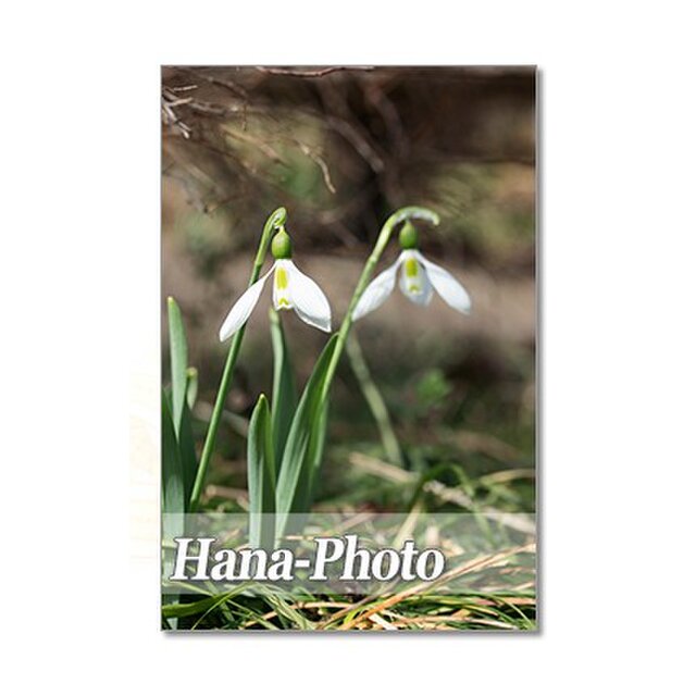 1292 早春の花 フェチダス クリスマスローズ 金魚草 スノードロップ ポストカード５枚セット Iichi ハンドメイド クラフト作品 手仕事品の通販