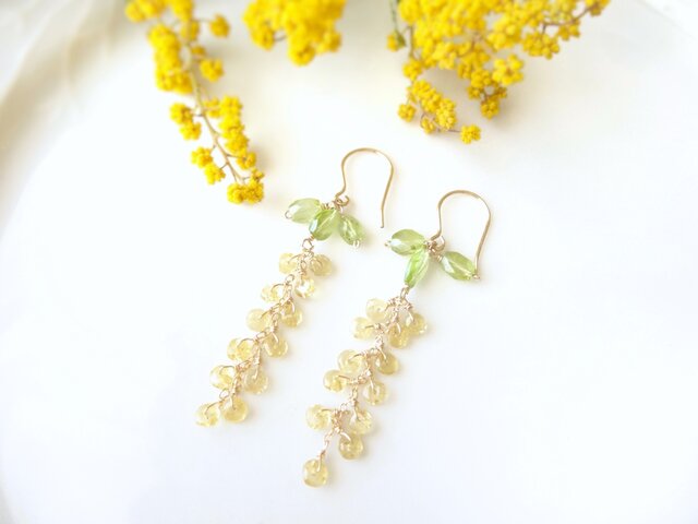 mimosa festaの画像1枚目