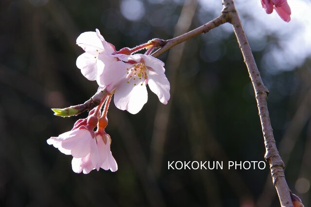 2018桜色々1「ポストカード5枚セット」の画像1枚目