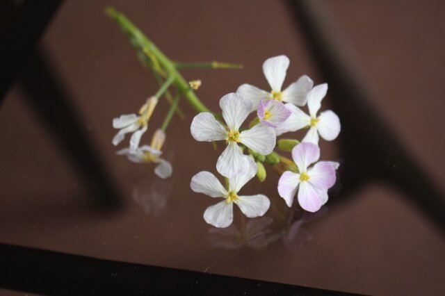 hiさまご注文 まわたシルクの手織り <瑠璃と真綿>の画像1枚目