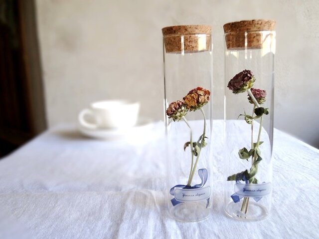 【受注生産】植物標本 Botanical Collection■ スリムボトル ■ ジニアの画像1枚目